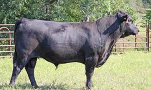 Lot 17 - 823T 0065X 5134D ET